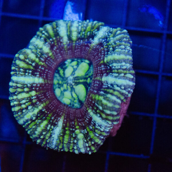 WYSIWYG Button Scoly – Solar Flare - Image 2