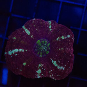 WYSIWYG Button Scoly - Crimson Halo