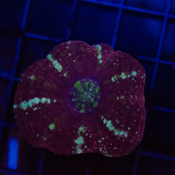 WYSIWYG Button Scoly - Crimson Halo - Image 2