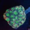 Acan Echinata Colony