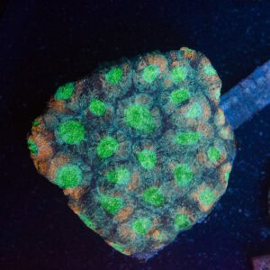 WYSIWYG Acan Echinata