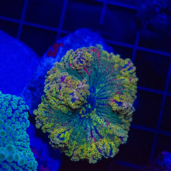 WYISWYG Rainbow Yuma Mushroom