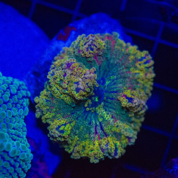 WYISWYG Rainbow Yuma Mushroom - Image 2