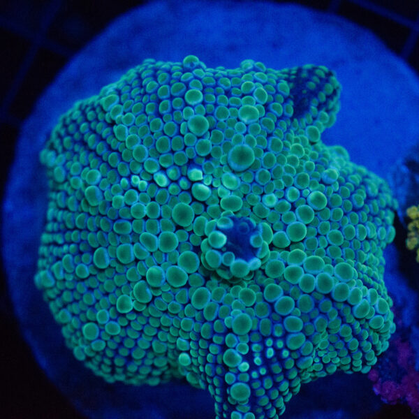 WYSIWYG XL Emerald Frost Yuma Ricordea - Image 2