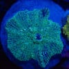 WYSIWYG XL Emerald Frost Yuma Ricordea