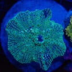 WYSIWYG XL Emerald Frost Yuma Ricordea