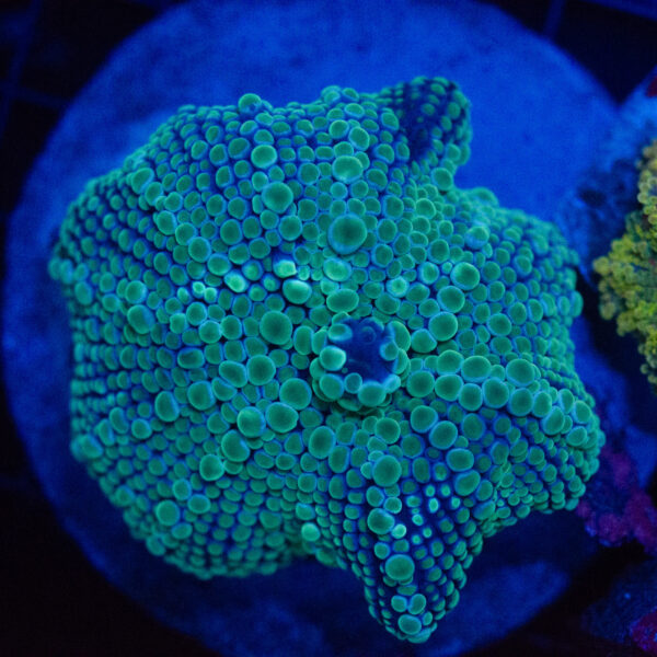 WYSIWYG XL Emerald Frost Yuma Ricordea