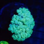 WYSIWYG Neon Bubble Coral
