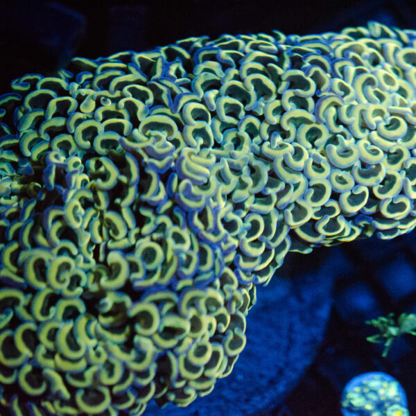 WYSIWYG XL Rainbow Walling Hammer Coral - Image 2