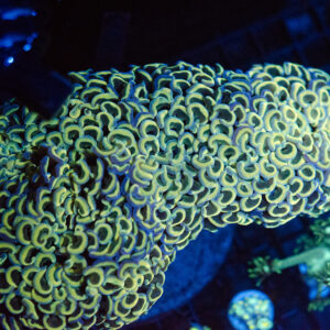 WYSIWYG XL Rainbow Walling Hammer Coral