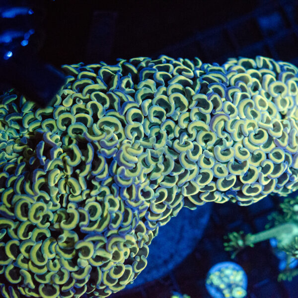 WYSIWYG XL Rainbow Walling Hammer Coral