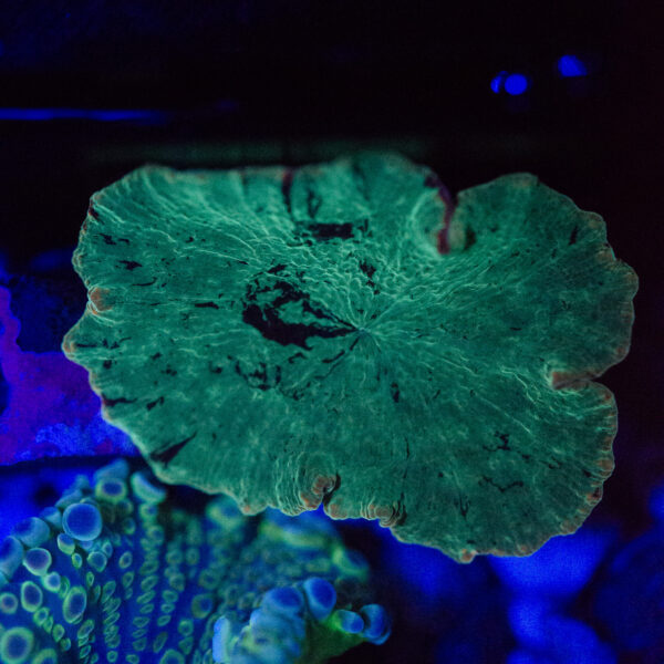 Kryptonite Mushroom - Image 2