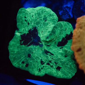 Kryptonite Mushroom