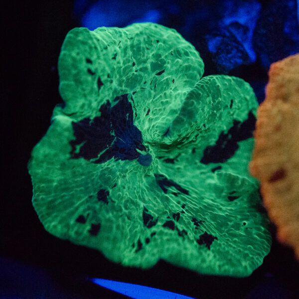 Kryptonite Mushroom