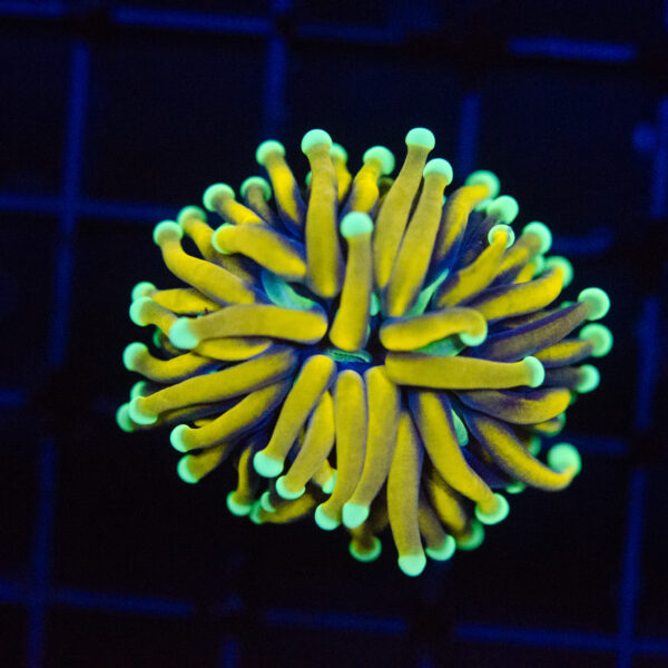WYSIWYG Ultra Mint Tip Gold Torch - Image 2