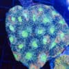 Acan Echinata Colony