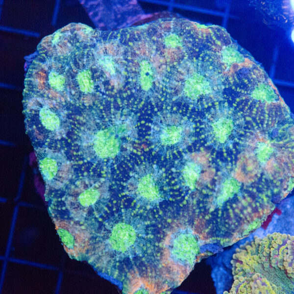 WYSIWYG Acan Echinata - Image 2
