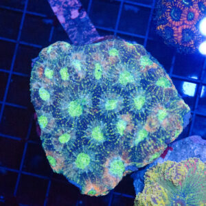WYSIWYG Acan Echinata