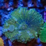 WYSIWYG Neon Surge Bounce Yuma