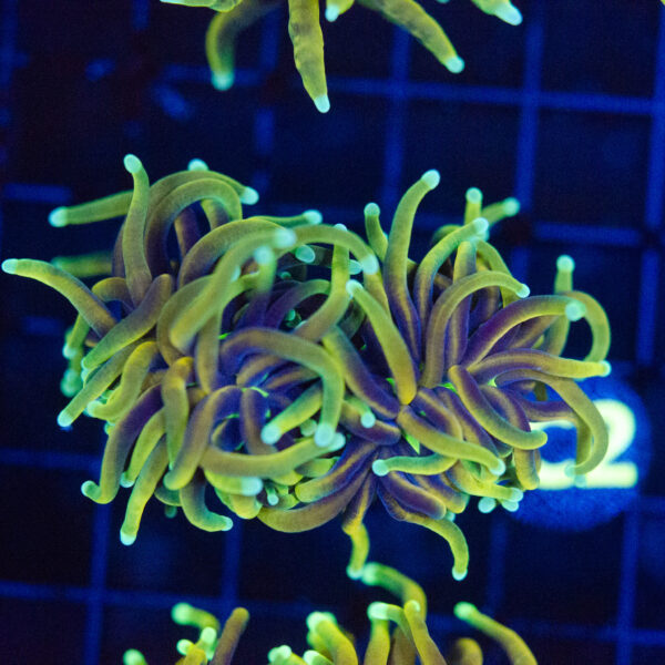 Ultra Gold Hellfire Torch - Image 4