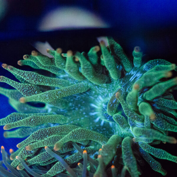 WYSIWYG Acid Rain Bubble Tip Anemone