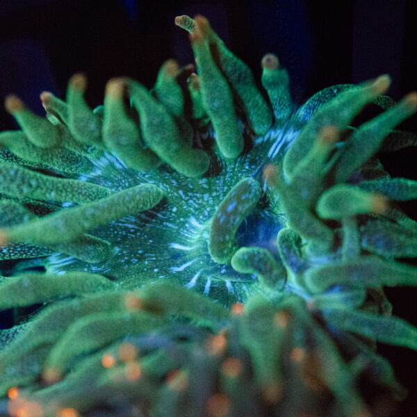 WYSIWYG Acid Rain Bubble Tip Anemone - Image 3