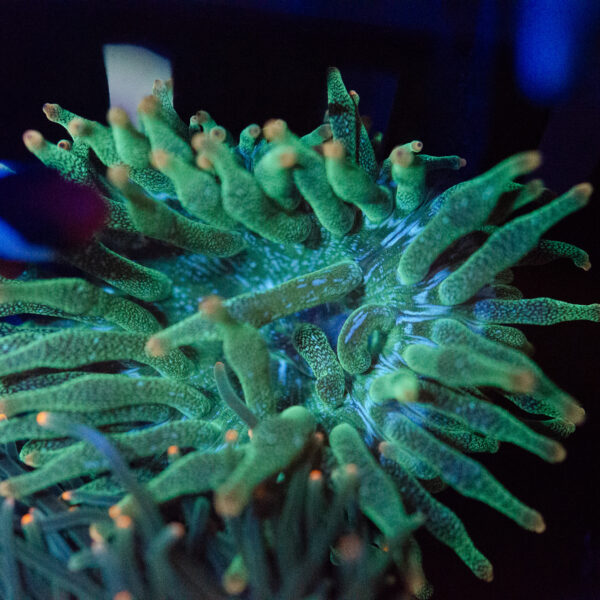 WYSIWYG Acid Rain Bubble Tip Anemone - Image 4