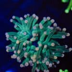 WYSIWYG Pink Tip Torch