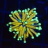 WYSIWYG Ultra Mint Tip Gold Torch