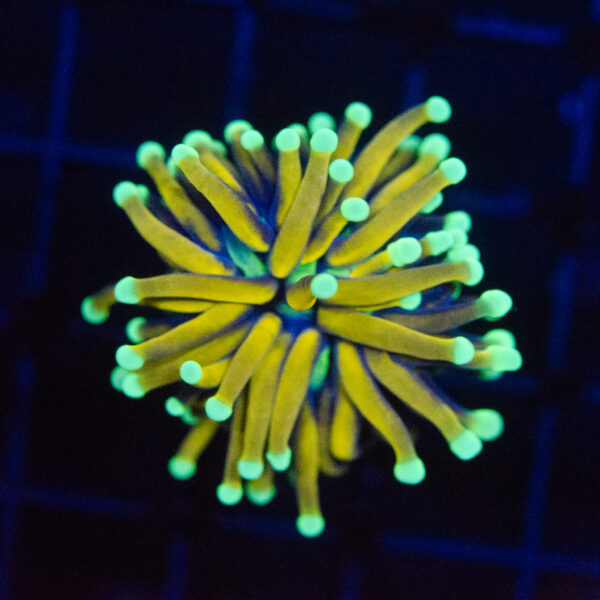 WYSIWYG Ultra Mint Tip Gold Torch
