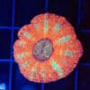 WYSIWYG Button Scoly - Tangerine Dream