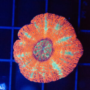 WYSIWYG Button Scoly - Tangerine Dream