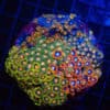 WYSIWYG Large Zoa Colony - Spectrum Surge