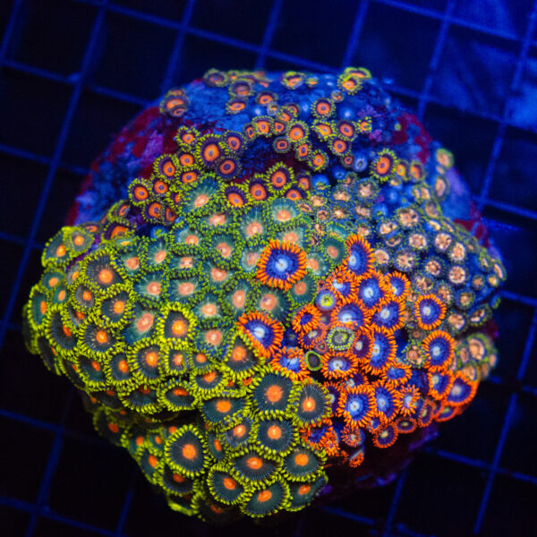 WYSIWYG Large Zoa Colony - Spectrum Surge