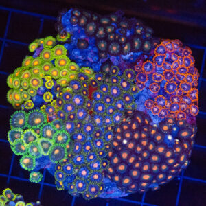 WYSIWYG Large Zoa Colony - Neon Garden