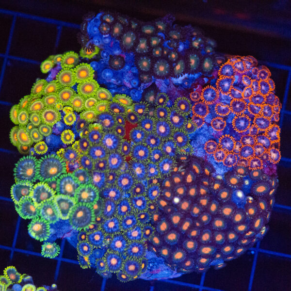 WYSIWYG Large Zoa Colony - Neon Garden