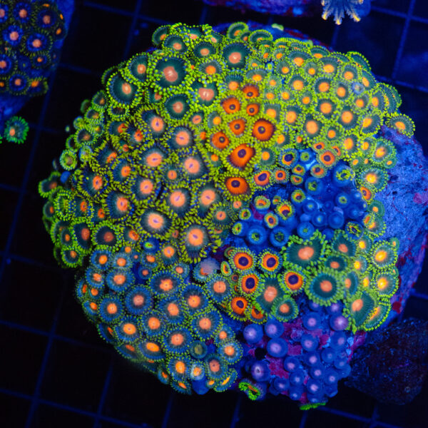 WYSIWYG Large Zoa Colony - Citrus Blaze