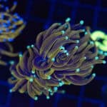 Double Head Mint Tip Torch + Random Hammer Competition