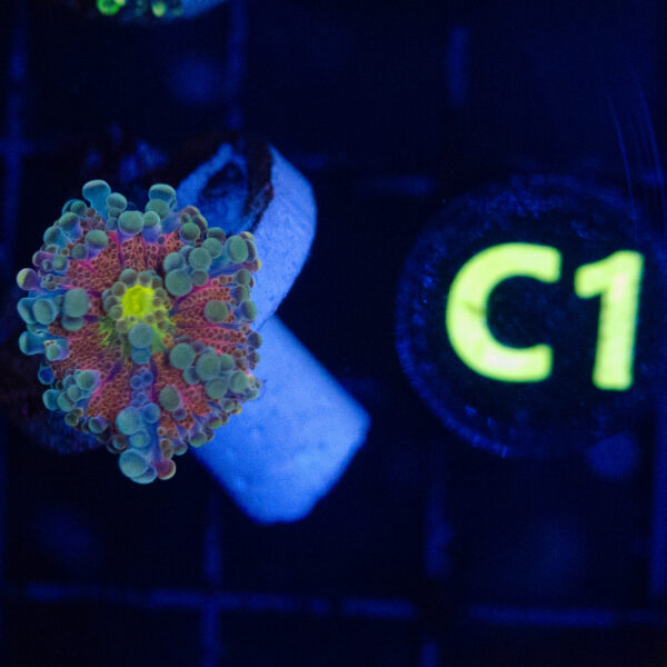 Cosmic Tide Yuma - Image 2