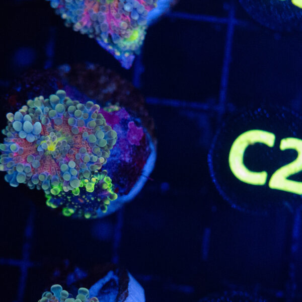 Cosmic Tide Yuma - Image 3