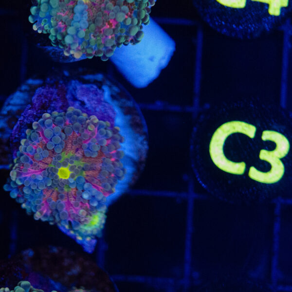Cosmic Tide Yuma - Image 4