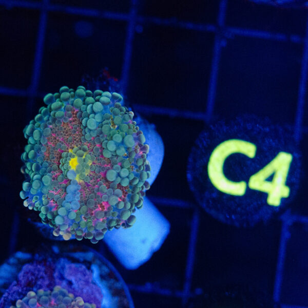Cosmic Tide Yuma - Image 5