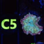 WYSIWYG Sunset Mirage Mushroom