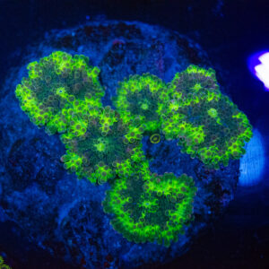 Uranium Rim Ricordea Yuma Mushroom