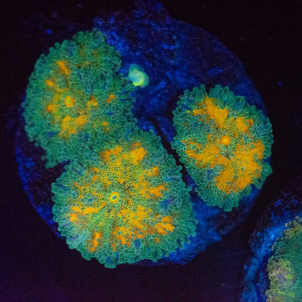 Gold Rainbow Ricordea Yuma Mushroom