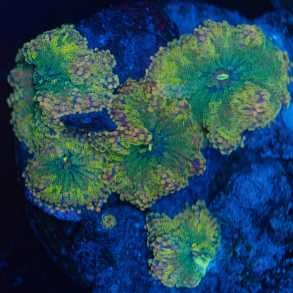 Rainbow Ricordea Yuma Mushroom