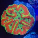 WYSIWYG Mega Rainbow Symphyllia Coral