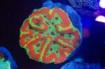 WYSIWYG Mega Rainbow Symphyllia Coral