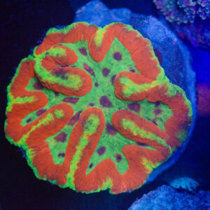 WYSIWYG Mega Rainbow Symphyllia Coral