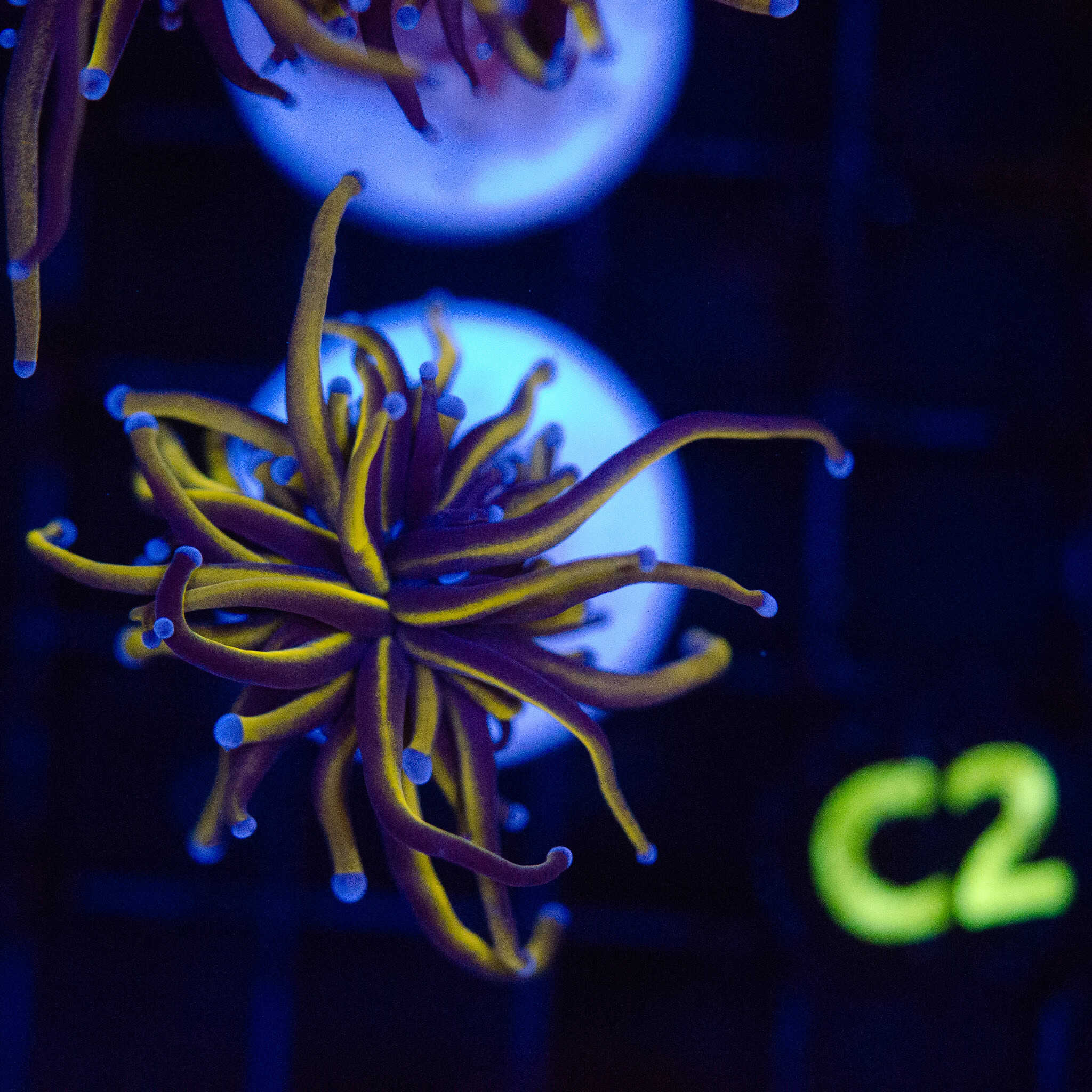 24K Gold Torch - Image 5